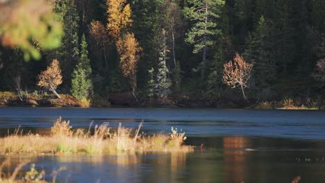 A-shallow-river-adorned-with-small-islands-of-withered-grass,-set-against-the-backdrop-of-an-enchanting-autumn-forest