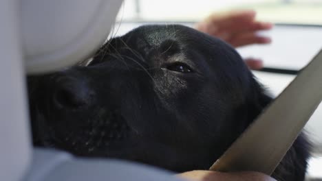 the dog is traveling in the car on the owner's lap