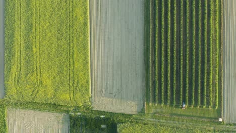 aerial symmetrical scene with rapeseed field and orchard.top down tracking shot of farmer driving tractor between apple trees.idyllic wide shot countryside scene on sunset.