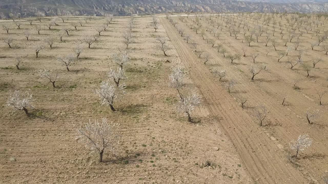 사막에서 피는 아몬드 나무의 공중 샷