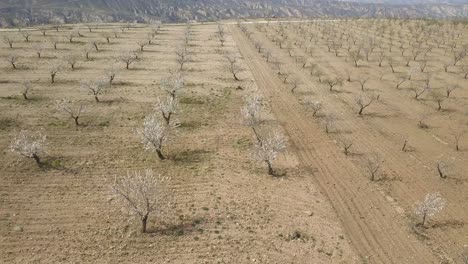 Aerial-shot-of-a-almond-trees-blossoning-in-the-desert