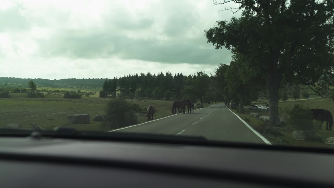 은 오후에 유럽 산악에서 아스팔트 로드 트립, 자동차 앞쪽의 관점, 자연, 나무, 구름이 쌓인 파란 하늘, 4k uhd, 모험, 야생, 야만, pov view.