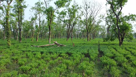 Ariel-O-Vista-De-Drones-Una-Especie-De-Jardín-De-Té-Assam