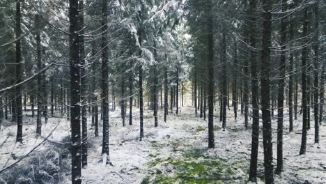 spruce tops from above