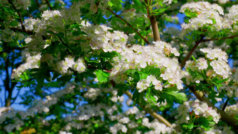 hawthorn blossom moving gently in the summer breeze