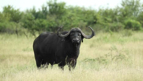 wide shot of a cape buffalo standing and turning its head towards the camera, greater kruger