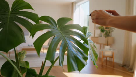 a hand watering a monstera plant indoors