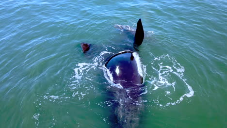 southern right whale calf in coastal waters next to mom floating on her back