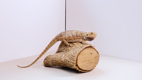 a bearded dragon rests on a log in a simple, well-lit environment, showcasing minimal movement and calmness