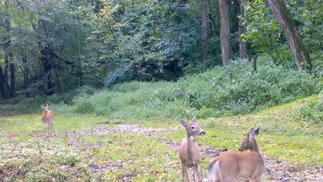 three young white tail deer playfully run down an incline and romp in a clearing in the woods of the upper midwest