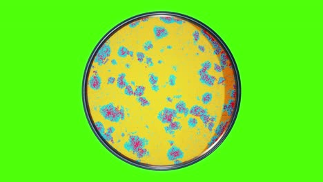 greenscreen render of evolving yellow bacteria culture or abstract virus forming vibrant patterns in petri plate in a medical lab