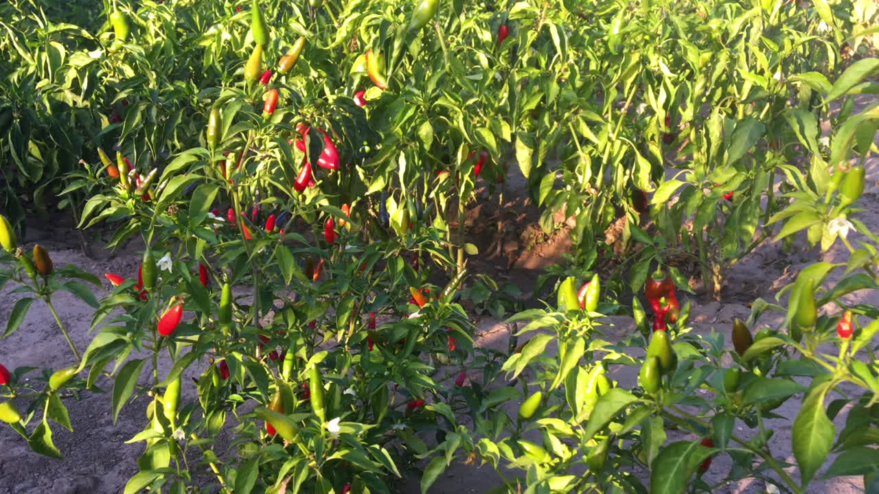 chiles rojos picantes. la comida picante. ingredientes organicos