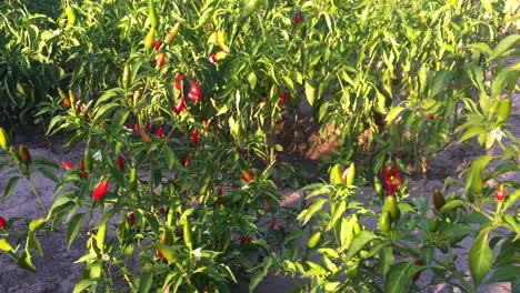 Chiles-Rojos-Picantes.-La-Comida-Picante.-Ingredientes-Organicos