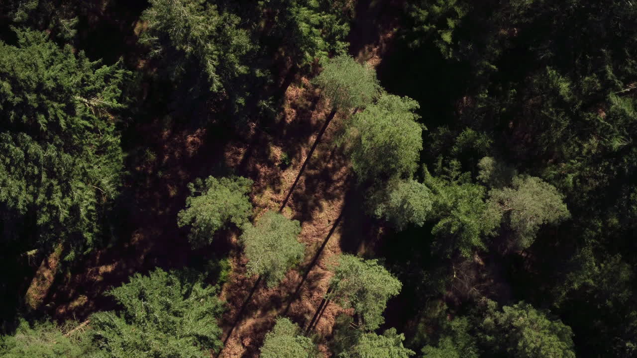 impresionante toma aérea cinematográfica ascendente de un bosque