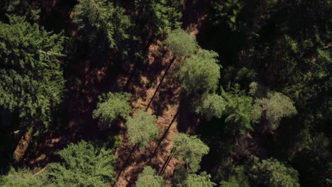 stunning cinematic rising aerial shot of a forest