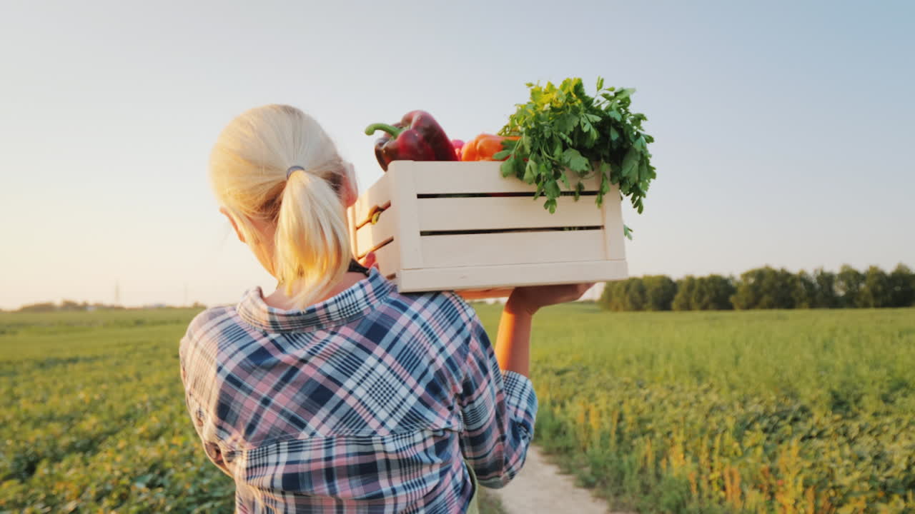 женщина-фермер с ящиком свежих овощей идет по своему полю здоровое питание и свежие овощи