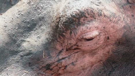 medium shot of hippopotamus eye, multiple blinks