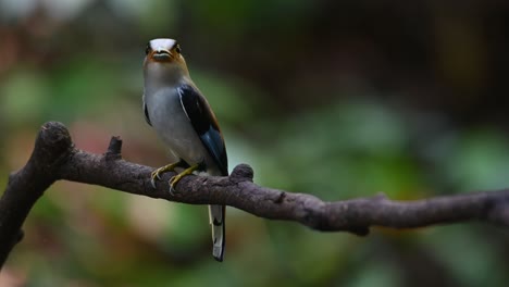 Die-Kamera-Zoomt-Heraus-Und-Zeigt-Diesen-Schönen-Vogel,-Der-In-Die-Kamera-Blickt:-Den-Silberbrust-Breitschnabel-Serilophus-Lunatus,-Thailand