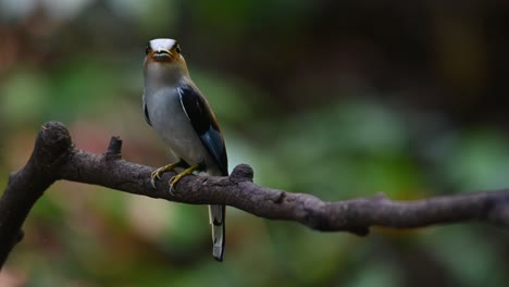 camera zooms out revealing this lovely bird looking towards the camera, silver-breasted broadbill serilophus lunatus, thailand