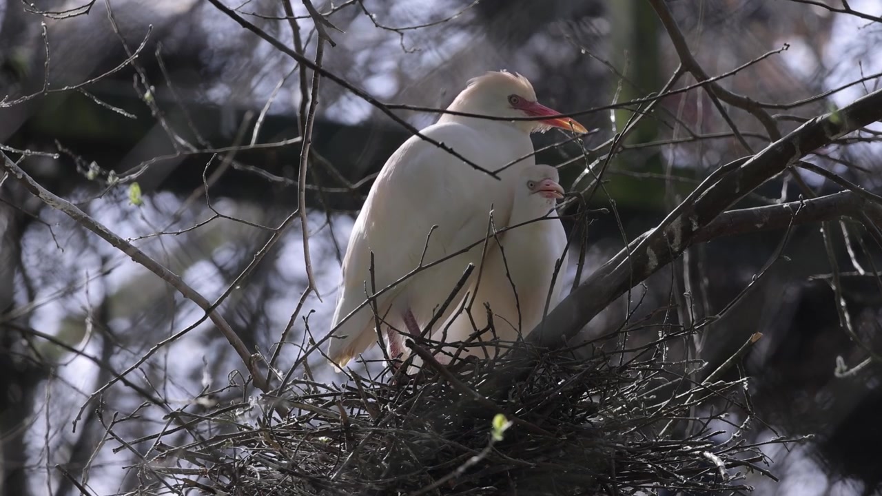 Cattle egrets (Bubulcus ibis) fixing the the nest on a bird colony.