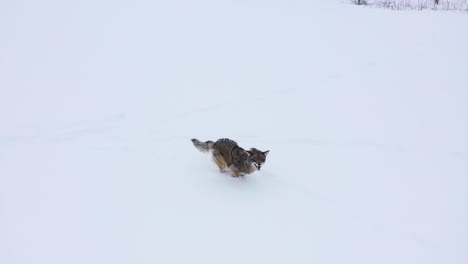 Kojote-Läuft-Unter-Drohne-Zeitlupe-Winter-Erstaunlich