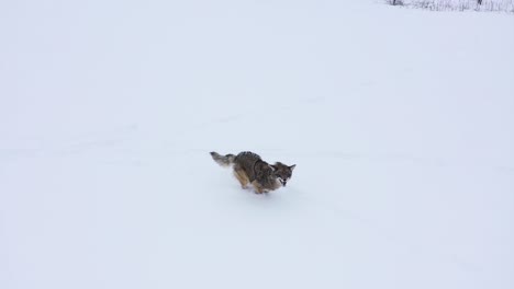 Coyote-Corre-Bajo-Dron-Cámara-Lenta-Invierno-Increíble