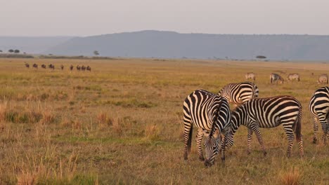 slow motion of masai mara africa animals, zebra herd grazing in savannah landscape scenery on african wildlife safari in maasai mara, kenya in beautiful golden hour sunset sun light