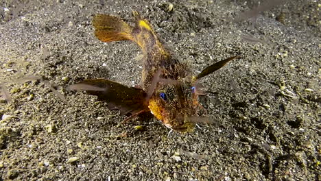 rough-head sting fish feeding on plankton during night next to sandy seabed