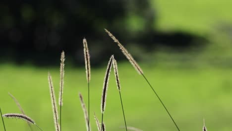 foxtail grass gently sways in a sunlit field, creating a serene and natural atmosphere