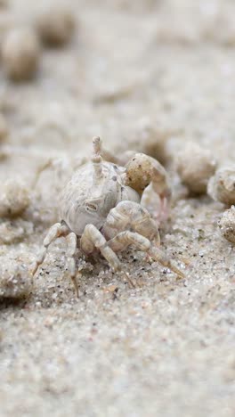 ghost crab moving sand on krabi beach