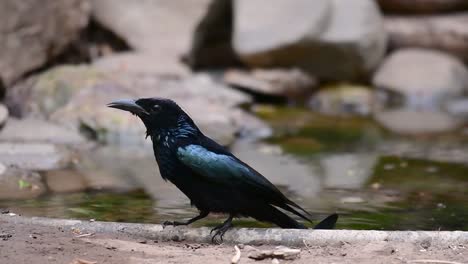 Der-Haarhauben-Drongo-Oder-Ist-In-Asien-Ein-Vogel-Aus-Der-Familie-Der-Dicruridae,-Der-Mit-Dicrurus-Bracteatus-Oder-Spangled-Drongo-Konspezifisch-War,-Bei-Dem-Es-Schwierig-Sein-Kann,-Ihn-Voneinander-Zu-Unterscheiden