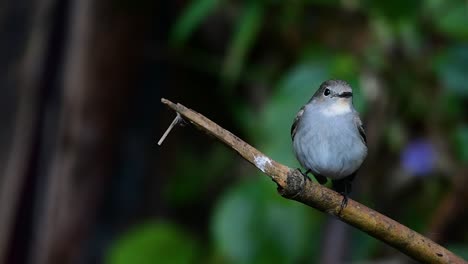 Taiga-Flycatcher,-Female,