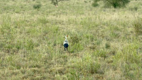 pájaro secretario caminando en el campo en el parque nacional de tsavo west, kenia