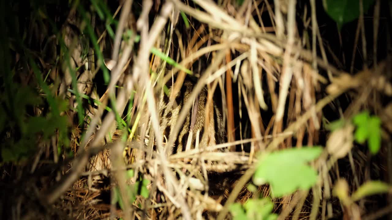 울창한 풀 속에서 흔들리며 몸을 할퀴고 몸을 핥은 다음 풀 속으로 깊숙이 걸어 들어갑니다.