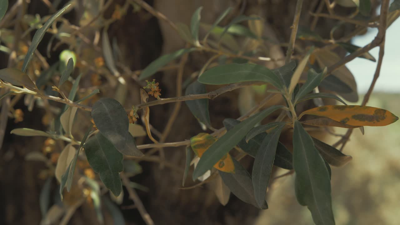 바람 봄 시간 햇빛에 올리브 나무