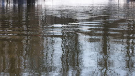 lago en la naturaleza