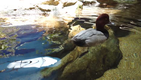 pato flotando en el agua