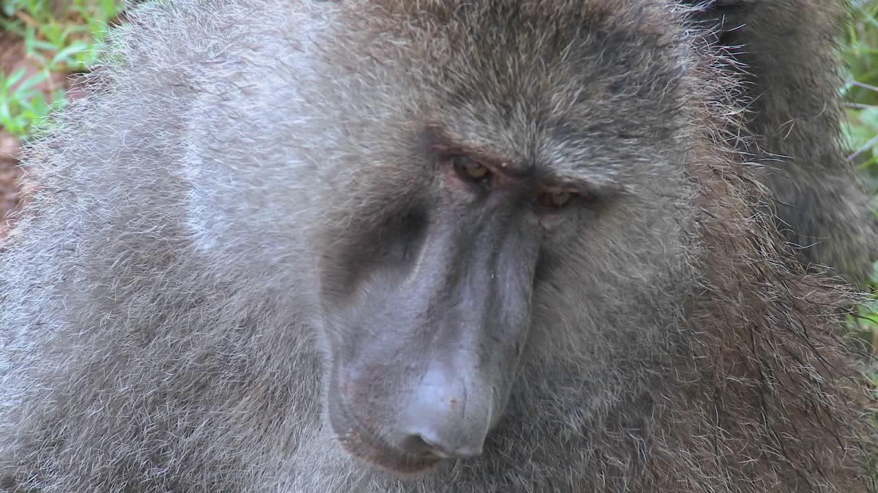 cerca de un babuino que tiene pulgas y garrapatas recogidas en un ritual de acicalamiento