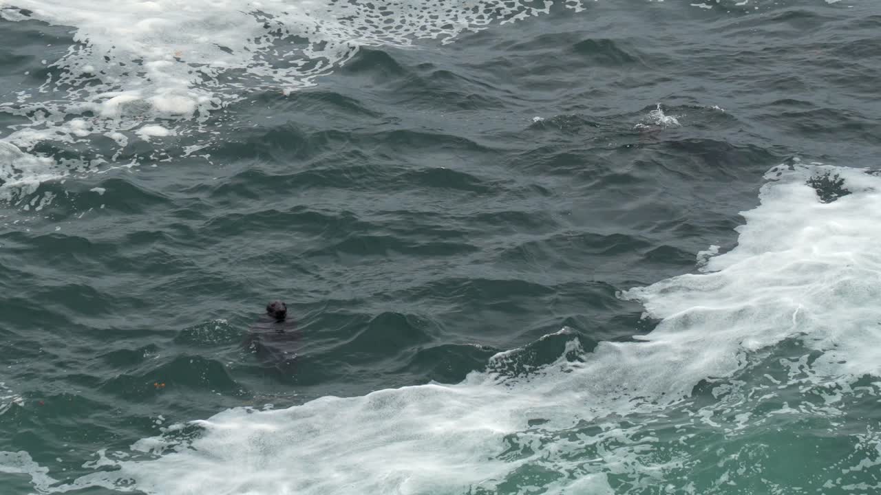 Some seals swimming in the waves along the rocky shoreline in Maine.