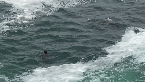 some seals swimming in the waves along the rocky shoreline in maine.