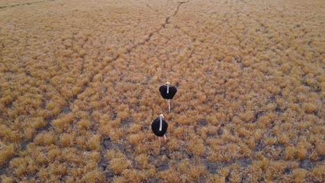 aerial spinning shot of two male ostriches walking through african savanna