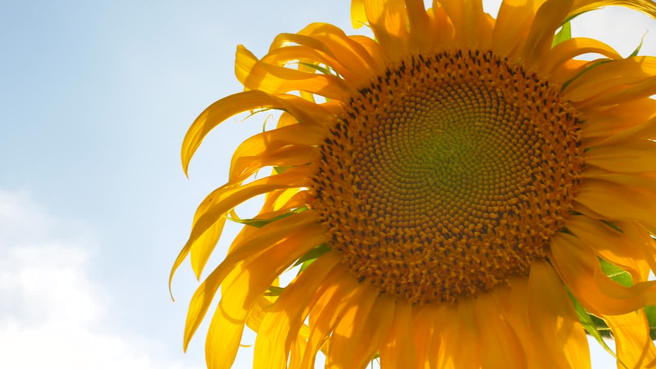 하늘 배경 에 있는 해바라기 들판 풍경