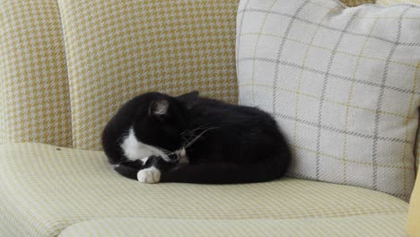 gato blanco y negro durmiendo en un sillón amarillo