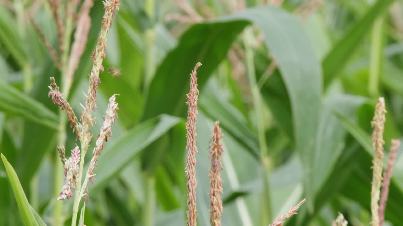 la abeja busca néctar en flores de lavanda rosadas pasadas en el campo de maíz