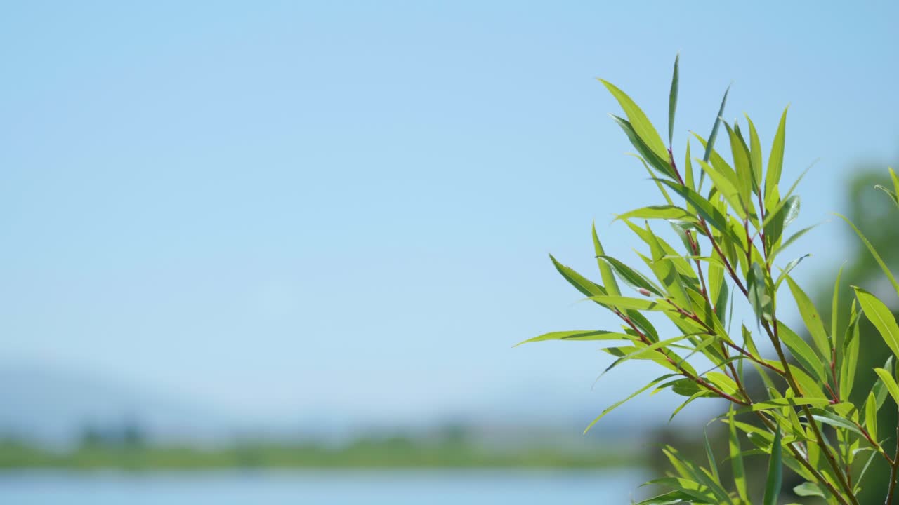 Nature's dance: Bush sways left in captivating stock footage