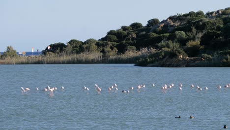 wild flock of pink flamingos feeding and standing in shallow coastal lagoon close to beach in sardinia, italy