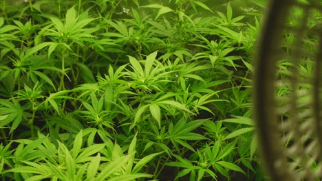 plantas jóvenes de cannabis en la quinta semana al comienzo de la floración, pequeño ventilador en primer plano, tiro estático