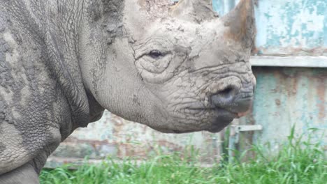 Gesundes-Nashorn,-Das-Von-Links-Nach-Rechts-Mit-Etwas-Schlamm-Auf-Seinem-Körper-über-Das-Sichtfeld-Läuft