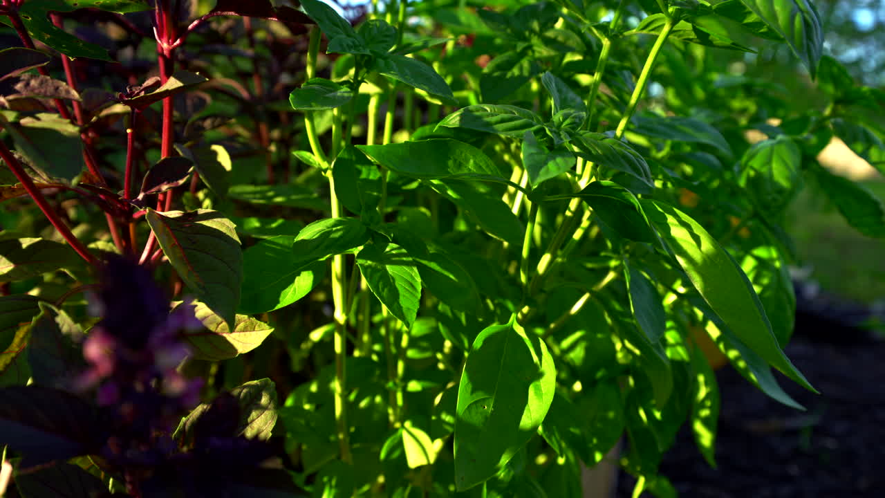정원에 있는 태국 및 제노바 바질