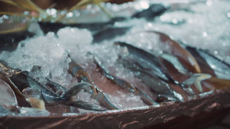 exhibición de pescado fresco en hielo